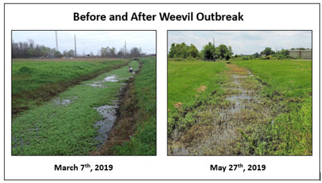 Figure 9 Before and after weevil outbreakjpg
